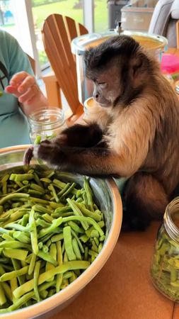 It’s snapping season!! My green beans from my garden!! #gaitlynrae #c...