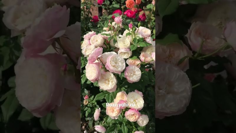 Констанс’ английская срезочная Роза🌹 Каталог rozi-yulii.ru🌹