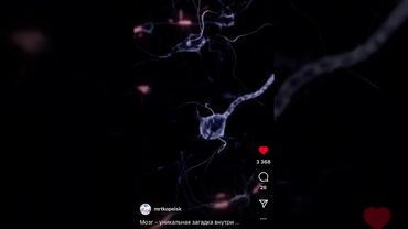 Мозг и нейроны, 2 группы нервных клеток формируют связующий мост