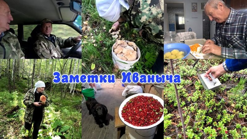 Тихая охота и сбор брусники