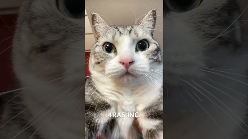pretty cat’s😍 #cat #prettycat #prettyfunny #catshorts