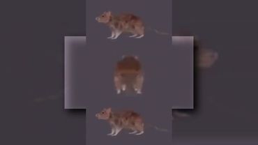 (перезалив): rat beat