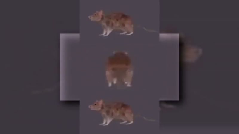 (перезалив): rat beat