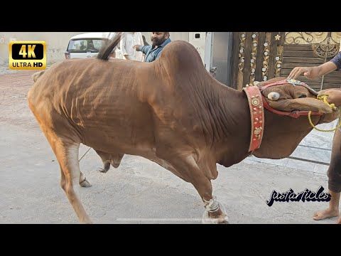 beautiful cow qurbani 2025