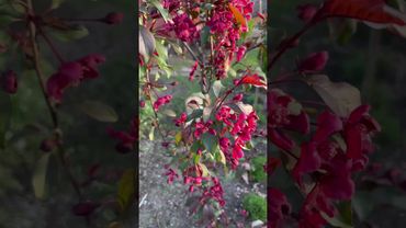 Яблоня Роялти