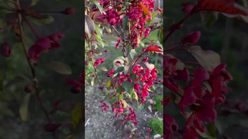 Яблоня Роялти