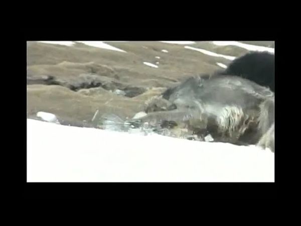 Тайган берет волка!