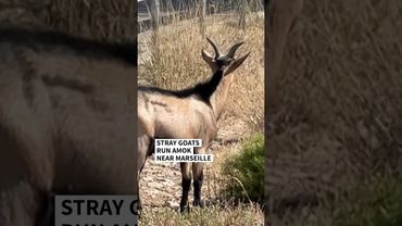Stray goats run amok near Marseille