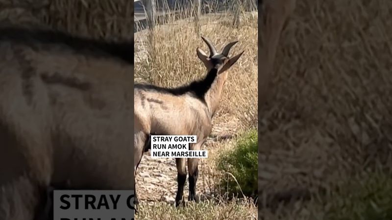 Stray goats run amok near Marseille