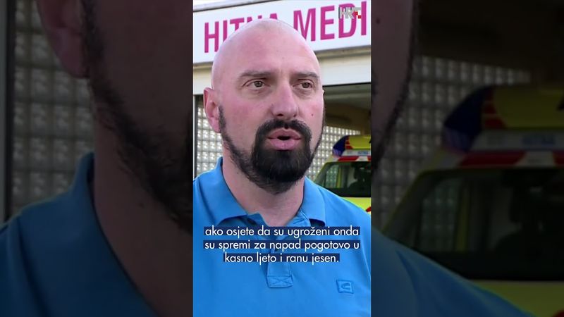 Sezona stršljena na vrhuncu