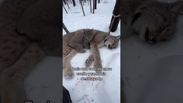 Salvé a Esta Lince y a Su Cachorro