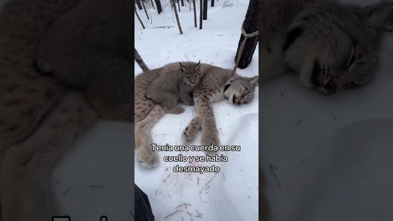 Salvé a Esta Lince y a Su Cachorro