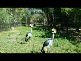 Заповедник Аскания-Нова 2018. Зоопарк.