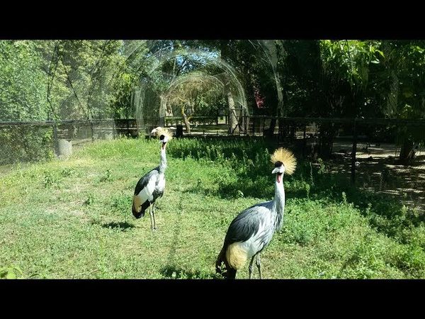 Заповедник Аскания-Нова 2018. Зоопарк.
