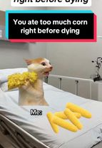 You ate too much corn right before dying #catmemes #relatable #cat #f...