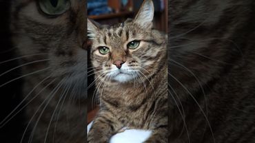 Не обижайся 🙀😉🤗🤣 #cat #кот #юмор #котушка #приколы #цитаты #смех