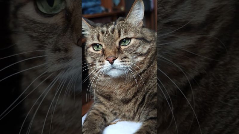 Не обижайся 🙀😉🤗🤣 #cat #кот #юмор #котушка #приколы #цитаты #смех