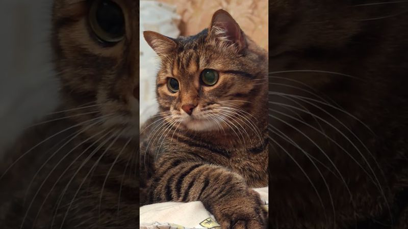 Счастливый момент 🍻🤔😉🤗🤣 #cat #кот #юмор #котушка #приколы #цитаты