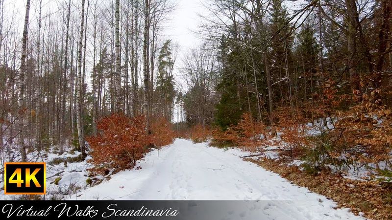 4K Winter forest walk in Sweden, no commentary - just walking!