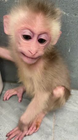 #обезьяны #бибизяния #funnymonkey #monkey #детскиепесни 