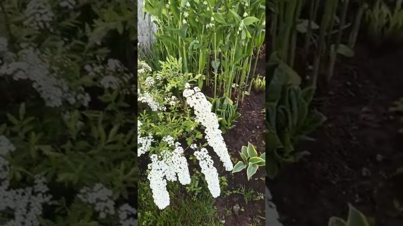 Спирея серая Грефшейм   #сад #спирея #огород #цветы #кустарники