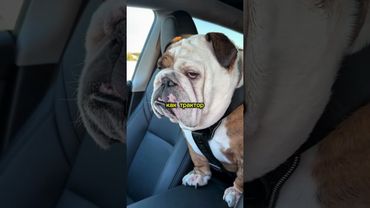 Английский бульдог — самый ленивый философ в мире 🐶 | Храп, складки и любовь