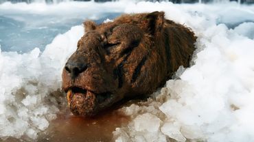 Худшие Дети Животных, Которые Убивают Своих Родителей