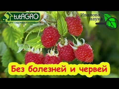 ХВАТИТ 1 ПОЛИВА: КЛУБНИКА и МАЛИНА БЕЗ ЖУКОВ и ХРУЩЕЙ! Просто полейте грядки этим раствором.