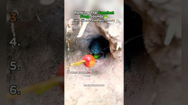 Os 7 ruídos de sapo mais engraçados!