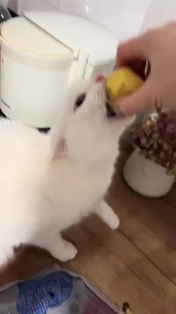 #прикол #tiktok #funny 