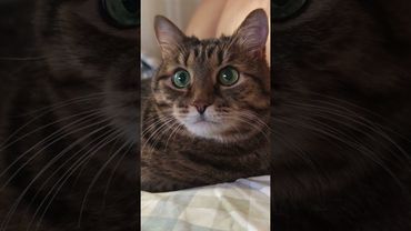 Всю неделю 🙀🤔😉🤣#cat #кот #юмор #цитаты #котушка #шутки #приколы