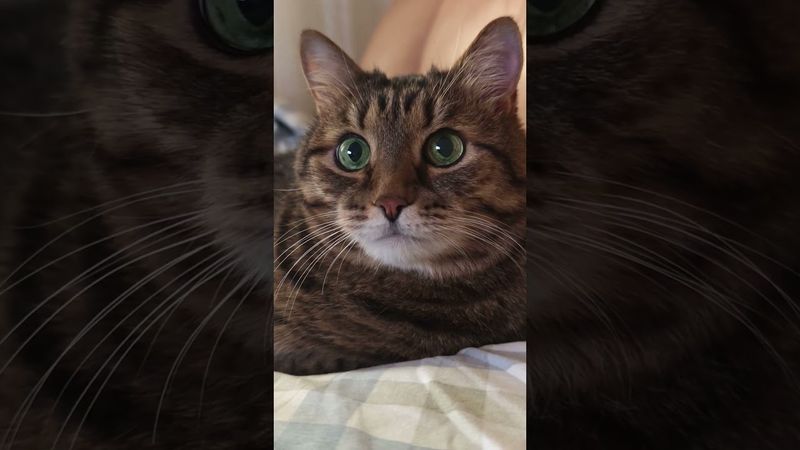 Всю неделю 🙀🤔😉🤣#cat #кот #юмор #цитаты #котушка #шутки #приколы