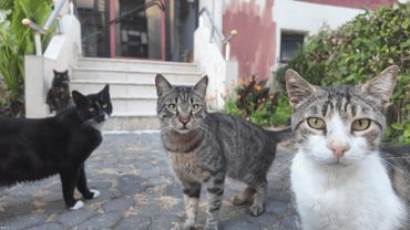 cats acting silly when they spot the camera 😸 🎥