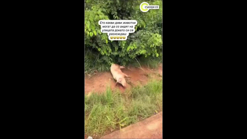 От България до Замбия: Историята на Полина Таймо #събудисе #sabudise #nova #българия #замбия