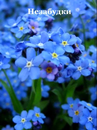 Незабудки в саду! #сад #незабудка #цветы #рек #красиво