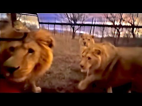 УЖАС!!! Я просто стала ОТБИВАТЬСЯ от ЛЬВОВ женской сумочкой, вот ведь « наглые морды»!!!