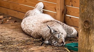 LYNXES, CATS AND A BEAVER IN MY ABSENCE