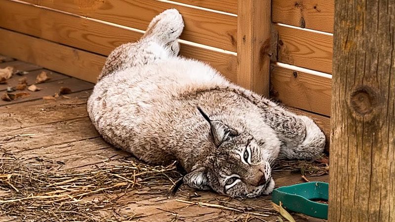 LYNXES, CATS AND A BEAVER IN MY ABSENCE