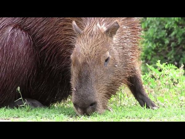 AROUND THE WORLD ANIMALS - 4K (60FPS) ULTRA HD - With Nature Sounds (Colorfully Dynamic)//Naturalium