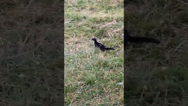 Решил прогуляться в лесу, встретил норку