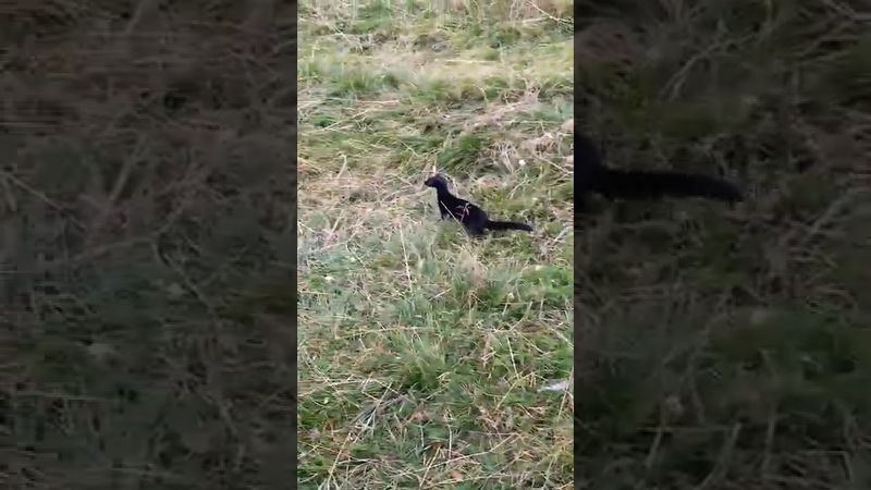 Решил прогуляться в лесу, встретил норку