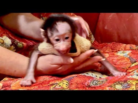 Мы надели на маленькую Анфисочку жилетку и не первый памперс! Анфиса прямо СКОРОХОД!