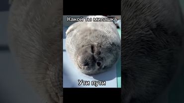 Ути пути | #тюлень #тюлени #тюленчик #тюленчики #2025 #seal #seals #shorts #Andregich #смешно #нерпа