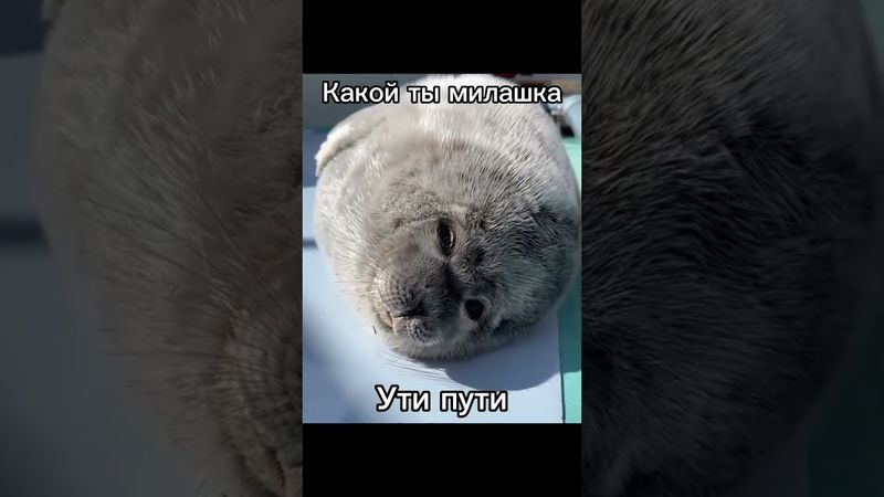 Ути пути | #тюлень #тюлени #тюленчик #тюленчики #2025 #seal #seals #shorts #Andregich #смешно #нерпа