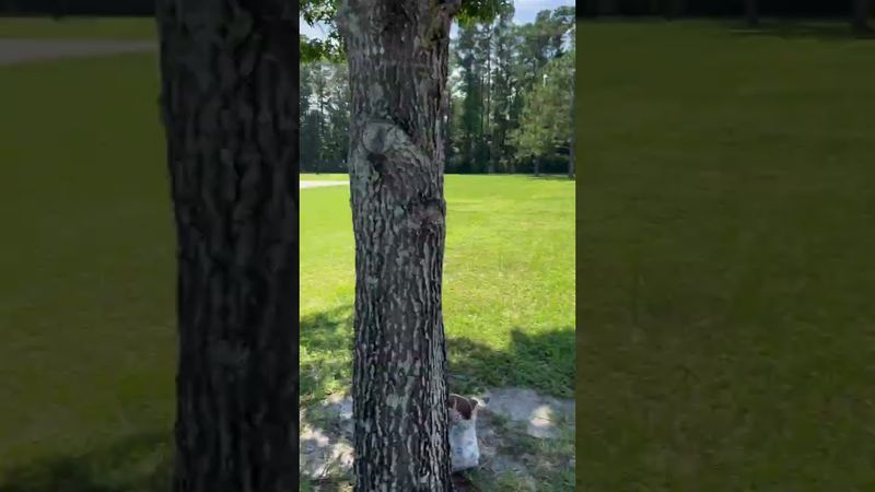 funny videos tamil  #shorts #foryou #shortsfeed #funny #comedy #trend #whoops #angel