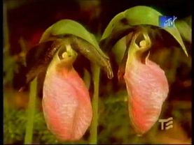 Переход вещания (Телеэкспо/Культура, 06.12.1999)