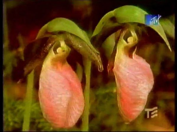 Переход вещания (Телеэкспо/Культура, 06.12.1999)