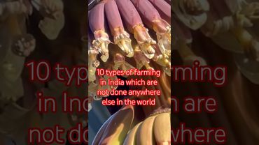 भारत की 10 ऐसी खेती जो दुनिया में कहीं नहीं होती #shorts #ytshorts #farming #agriculture #india