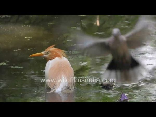 What a handsome bird the Cattle Egret is, in its breeding plumage of rust across its face