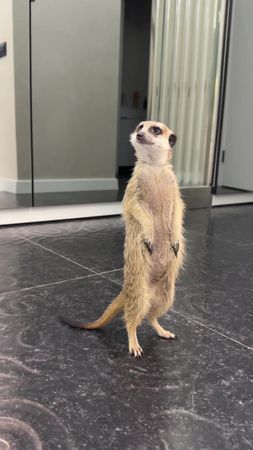 Нас обманули . Сказали сурикат , а это собака 😁.  «Мама, кто я ?».  #...